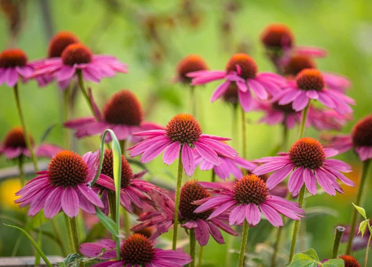 Coneflowers require little care.