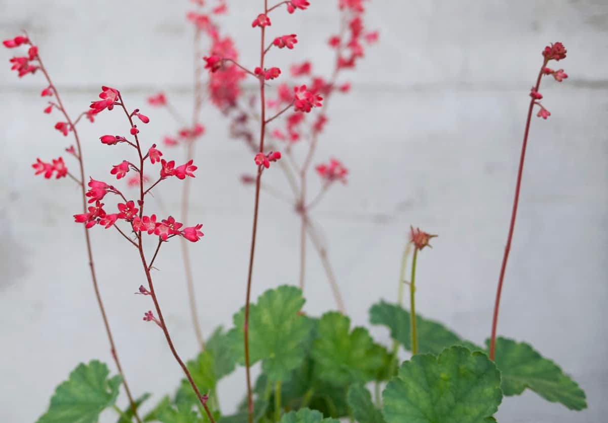 Coral bells comes in a variety of interestingly-colored leaves.