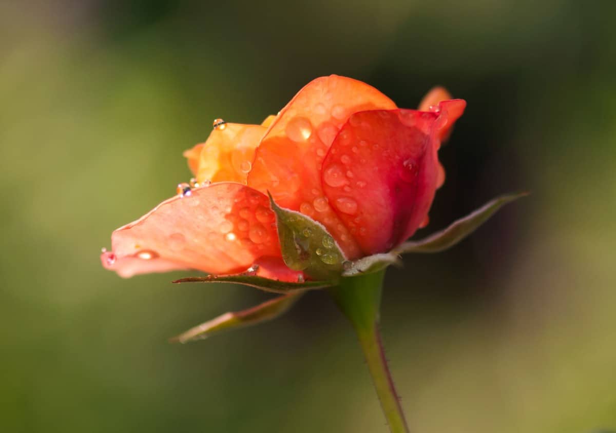 The coral drift rose attracts butterflies.