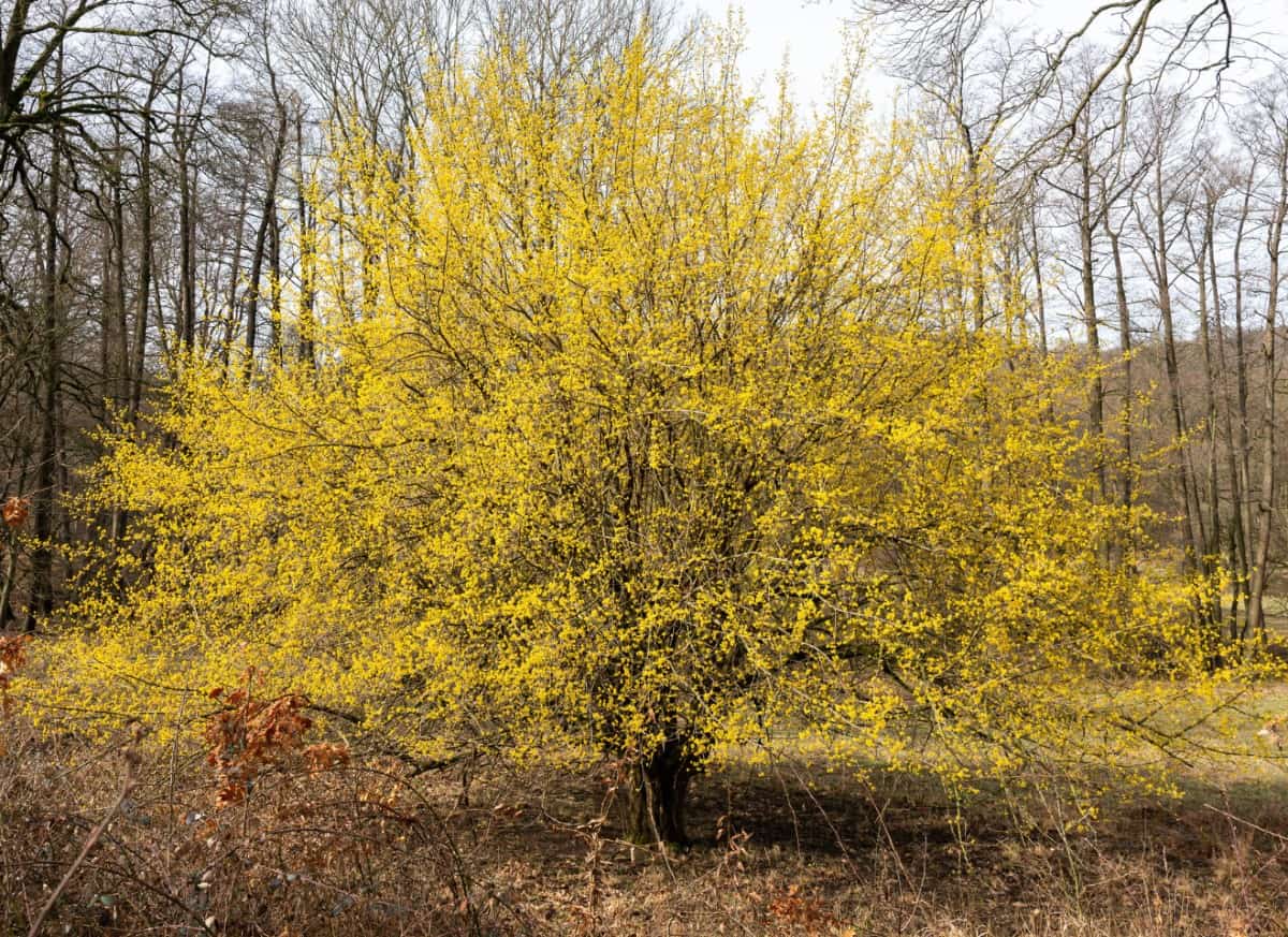 The cornelian cherry dogwood has berries that attract wildlife.