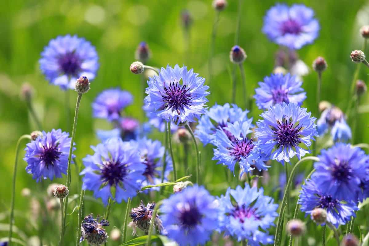 Cornflowers are related to daisies.