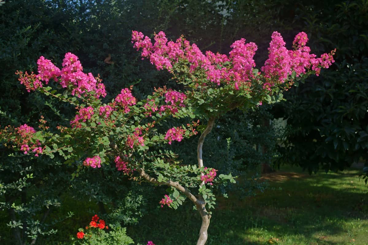 Crape myrtles are sub-tropical pool-side trees.