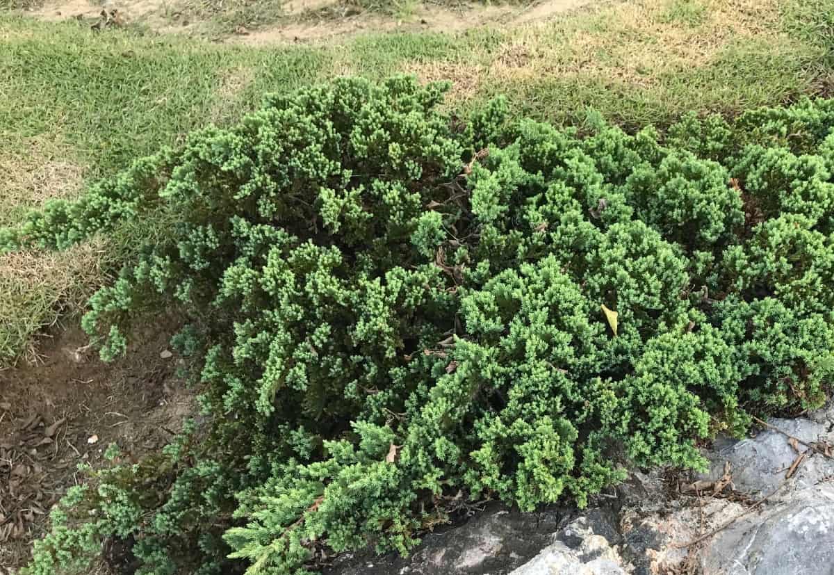Creeping juniper is an ideal shrub for slopes.