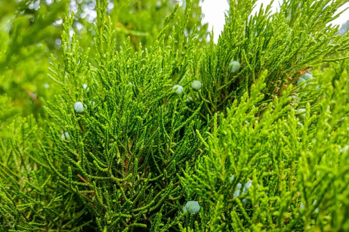 Creeping juniper thrives on neglect.