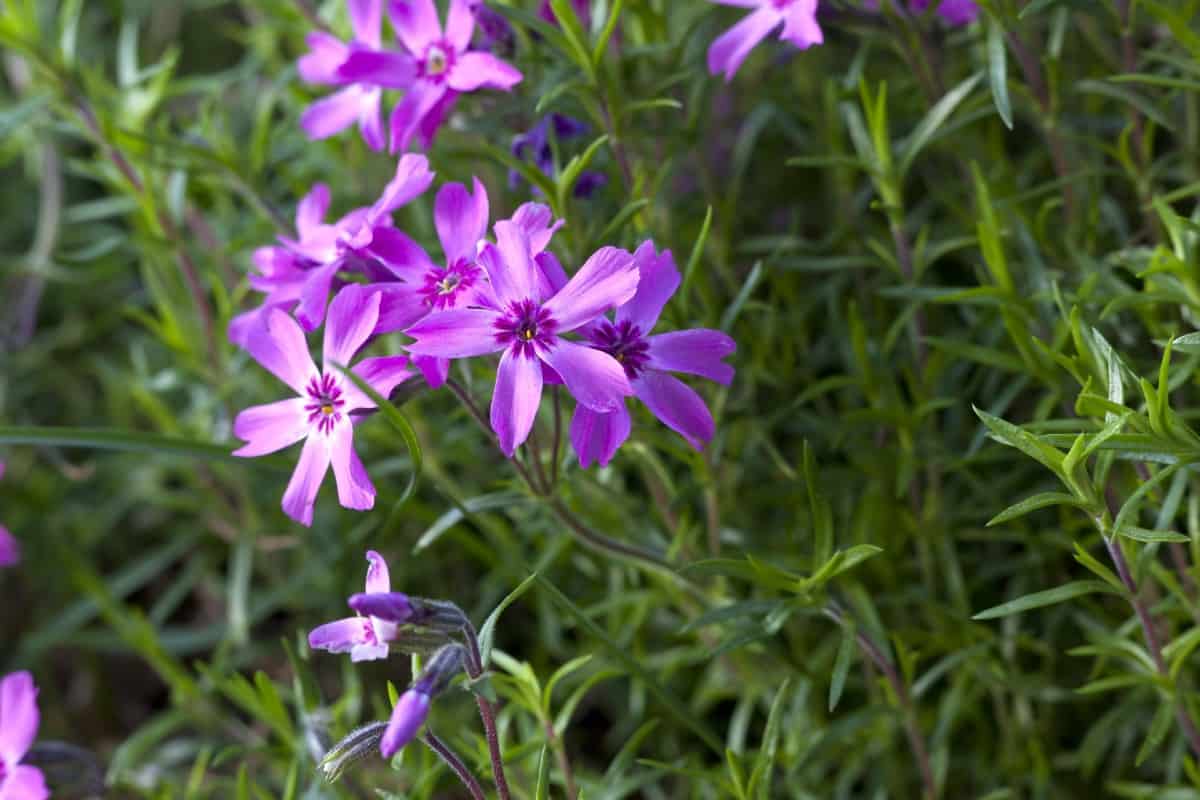 Creeping phlox is a ground cover that likes full sun but only needs minimal care.