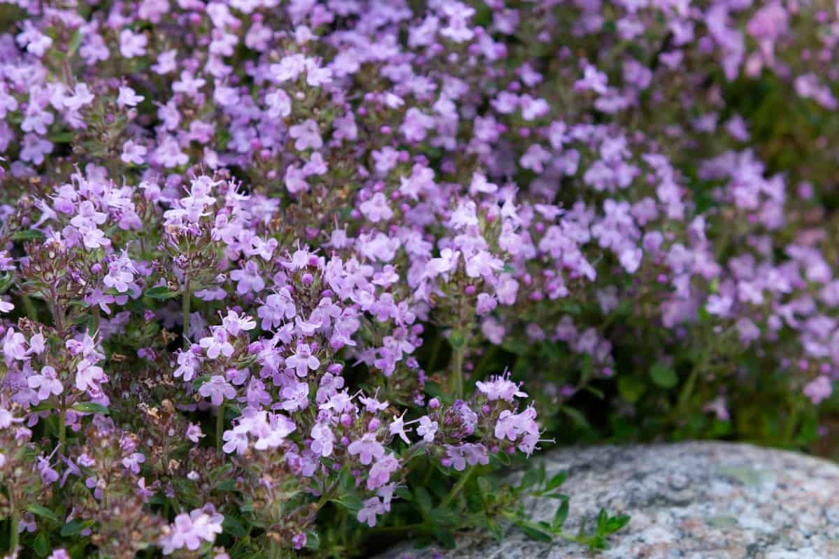 Creeping thyme is the perfect ground cover for growing between bricks or pavers.