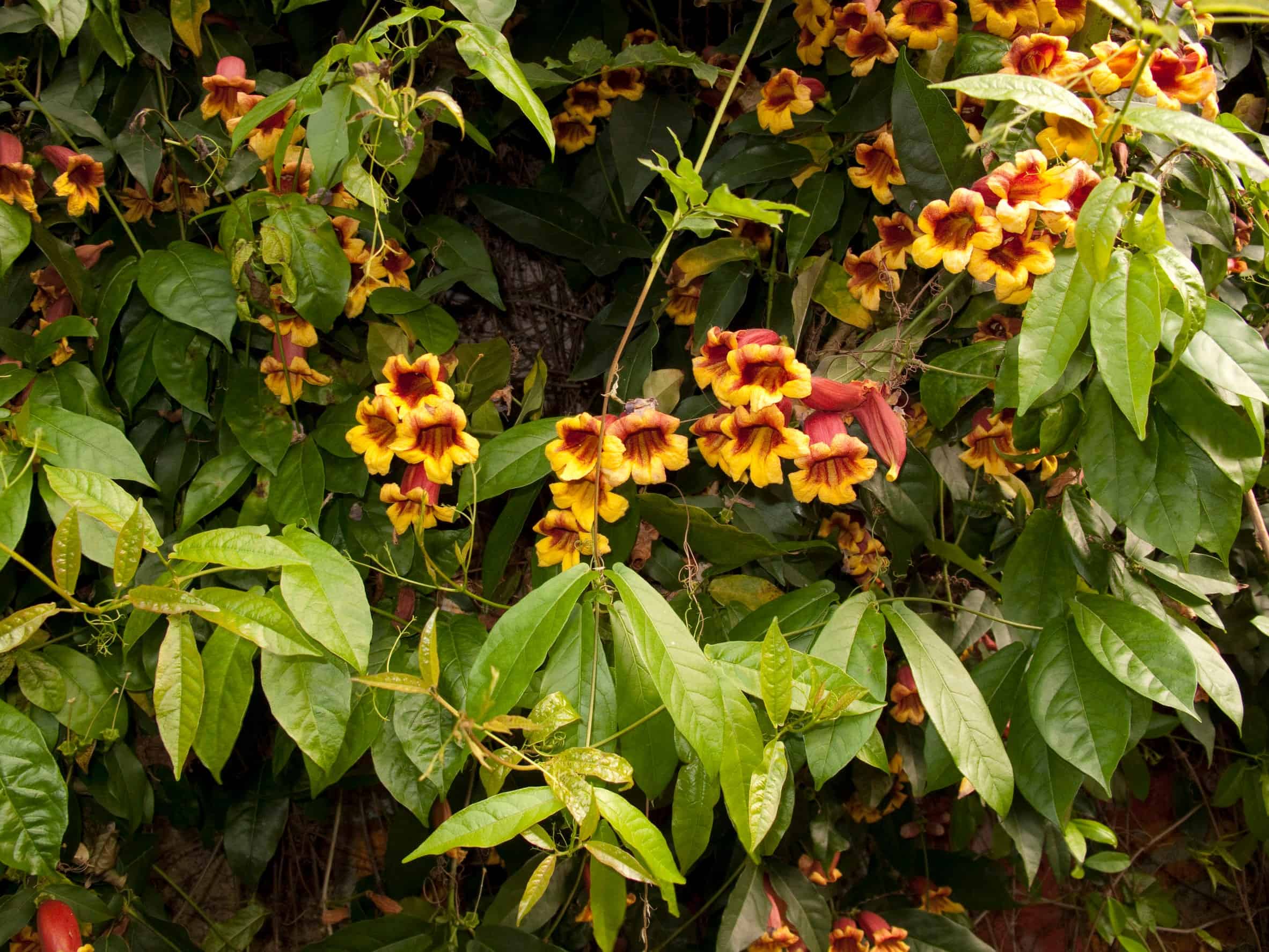 The trumpet-shape of crossvine flowers appeals to hummingbirds and bees.