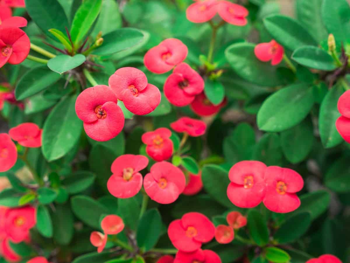 Crown-of-thorns has pretty flowers and a thorny stem.