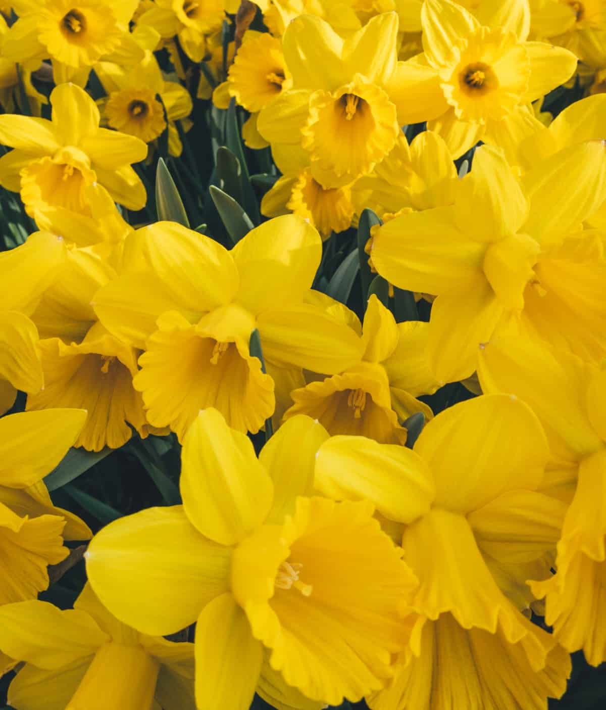 Daffodils are one of the first flowers to bloom in spring.
