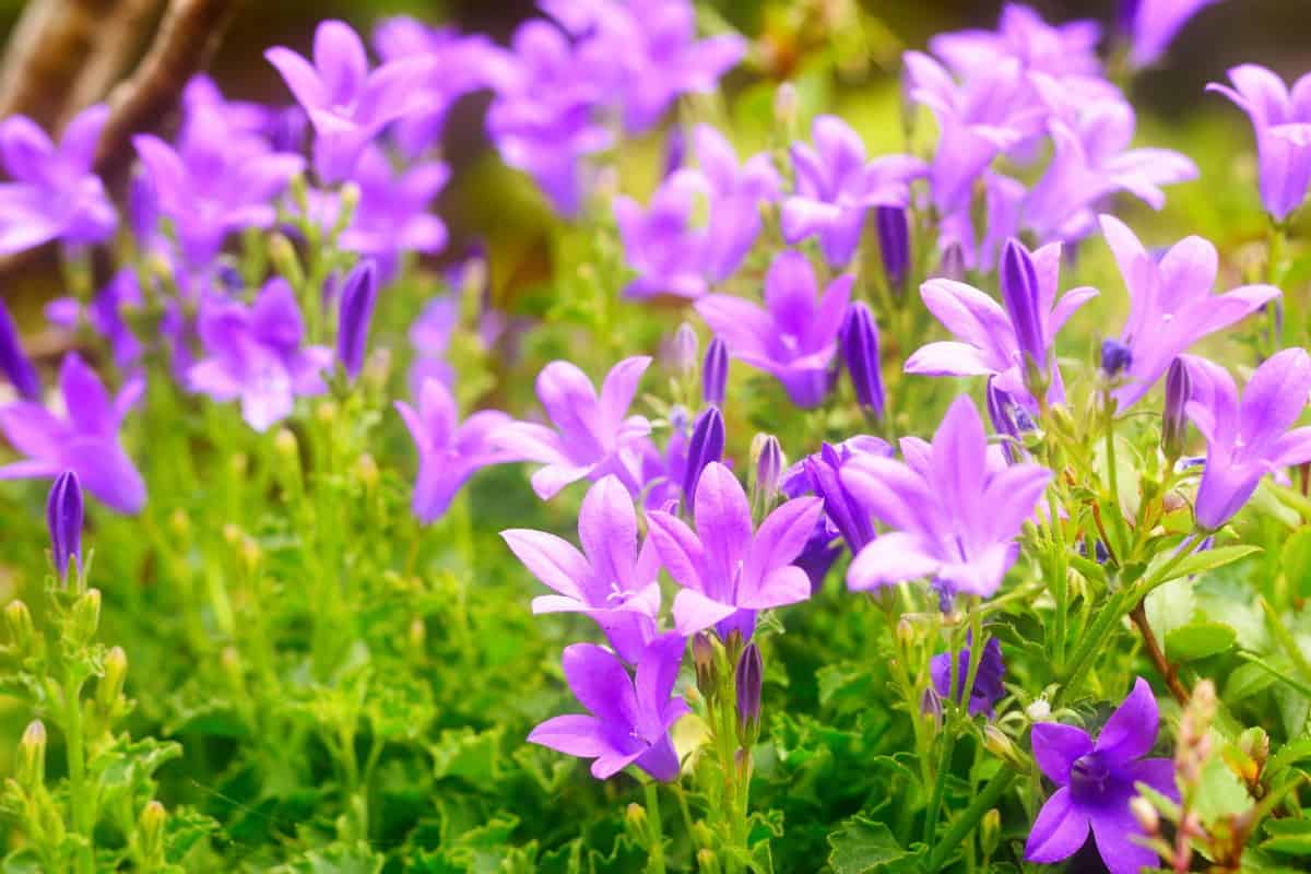 The dalmatian bellflower blooms in mid-summer.