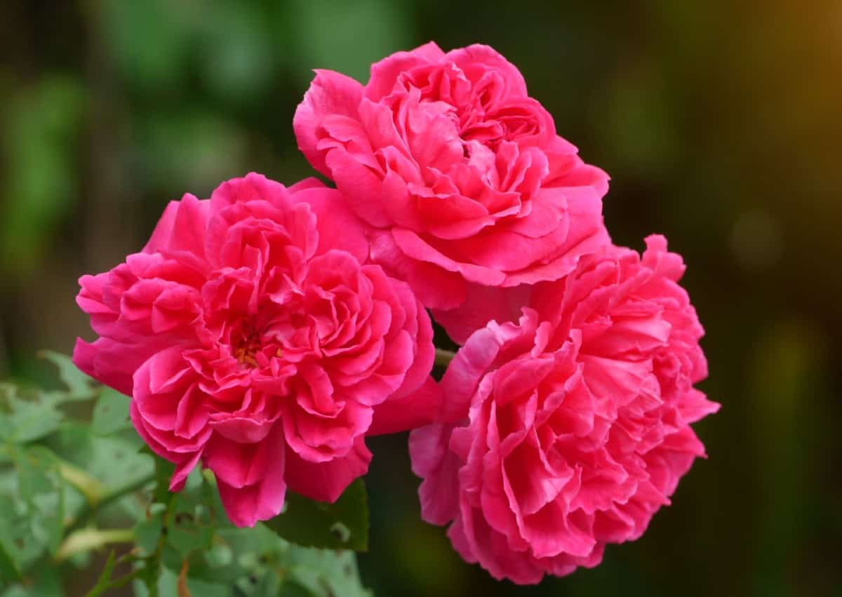 Damask roses are used in essential oils and to make rose water.