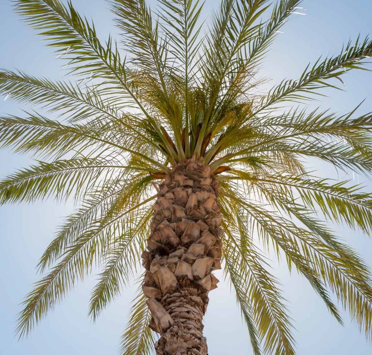 To get the fruit, plant both male and female date palms.