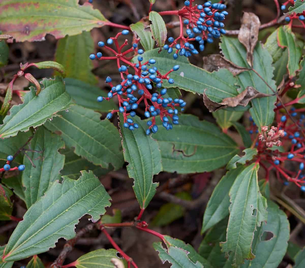 David viburnum has blue-green winter foliage.