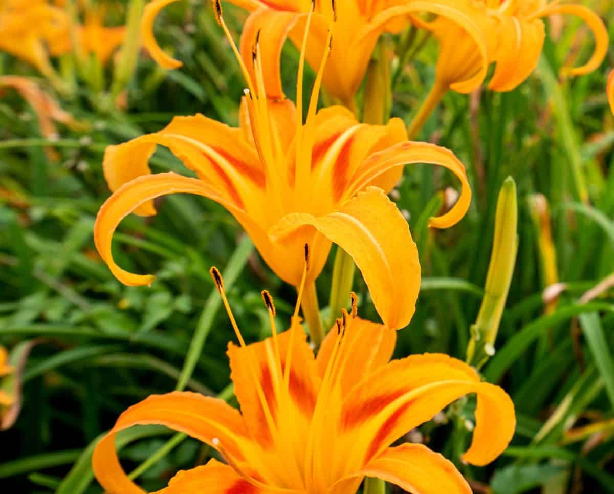 Daylilies come in a wide variety of colors.
