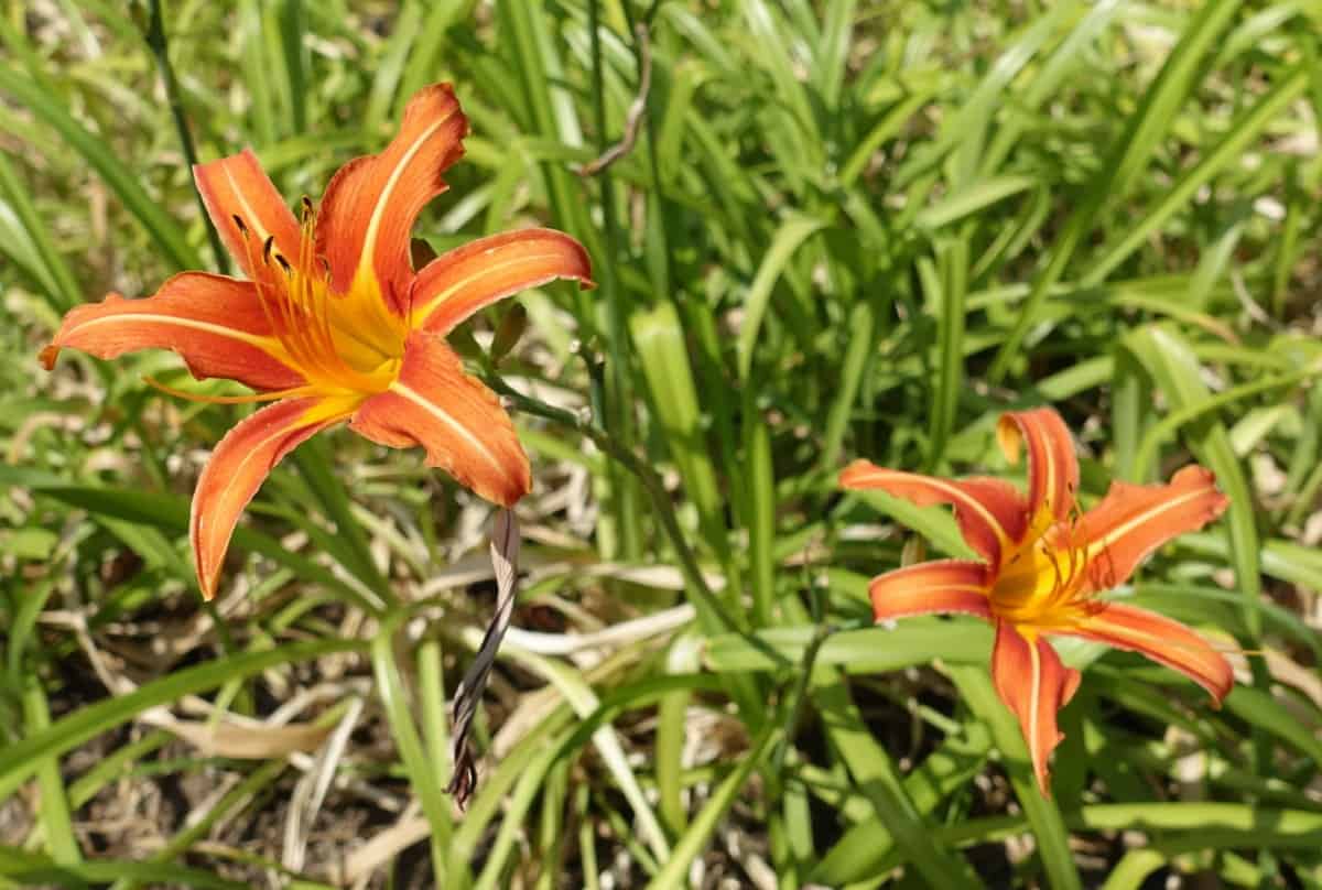 The daylily is a very low maintenance perennial.