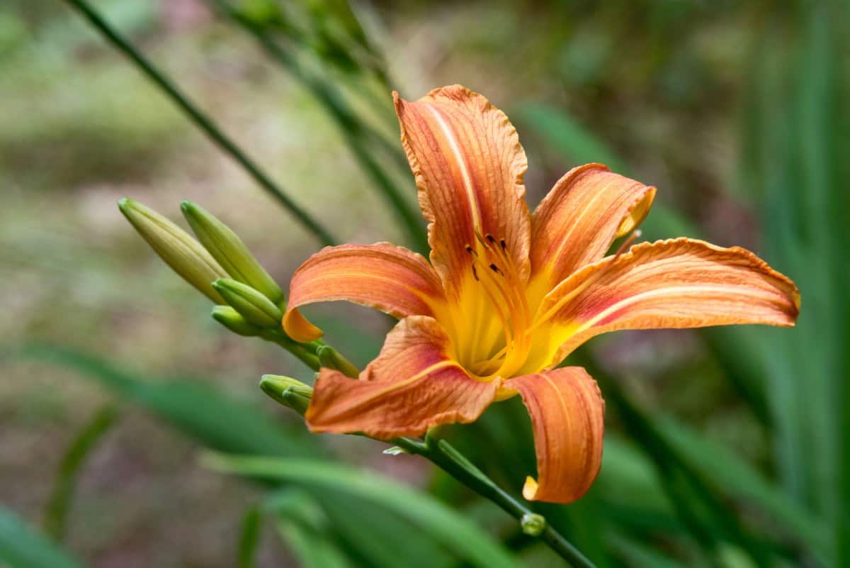 Daylilies are hardy plants with many blooms.