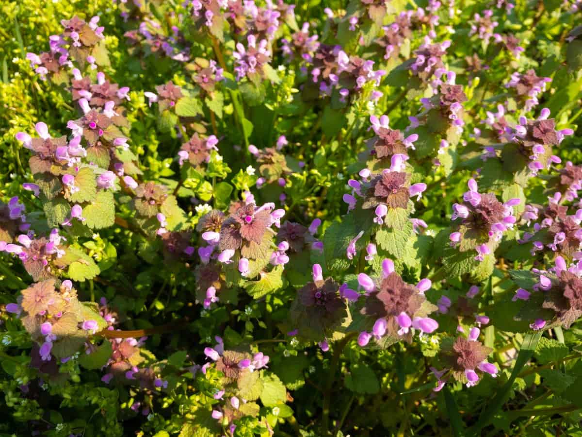 Deadnettle prefers damp soil.