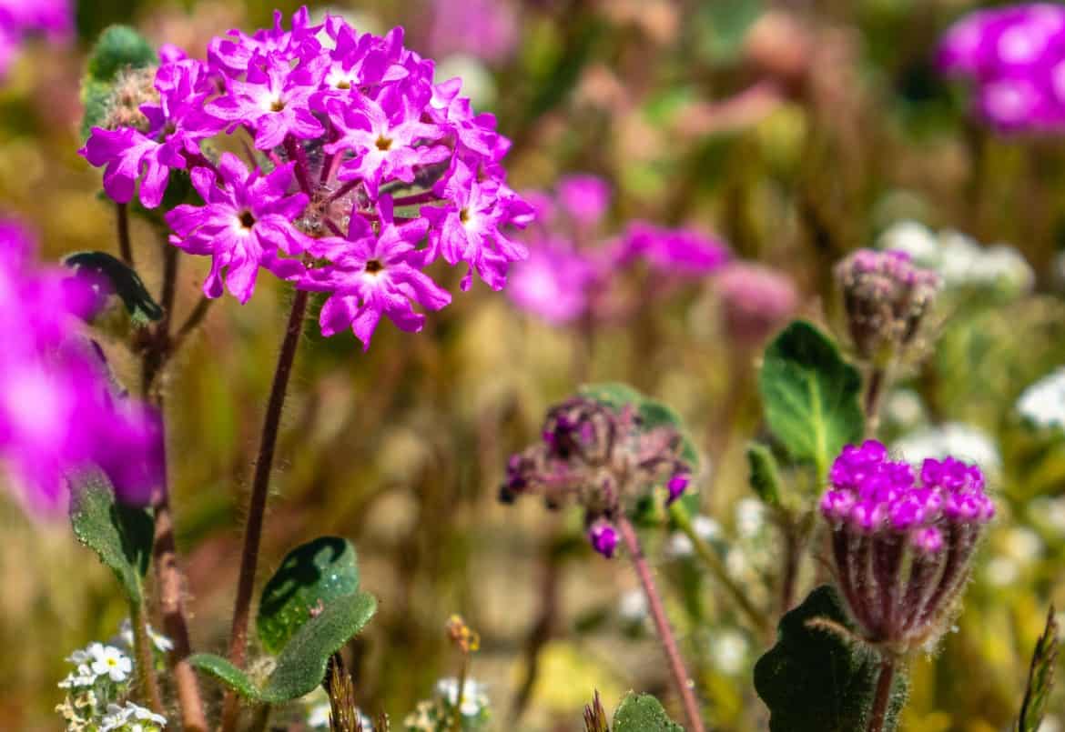 Desert sand verbena likes the sandy soil at the beach.