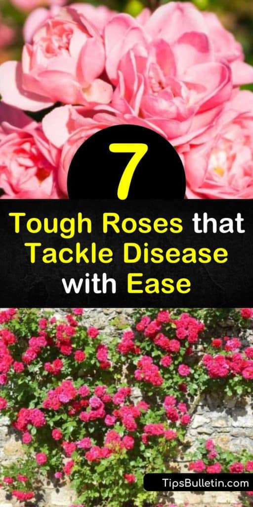 Spend time appreciating the beauty of the floribunda rose, hybrid tea rose, apricot rose, and climbing roses. With built-in disease resistance to powdery mildew and black spot, you can take in all these roses have to offer without constantly treating them. #disease #resistant #roses