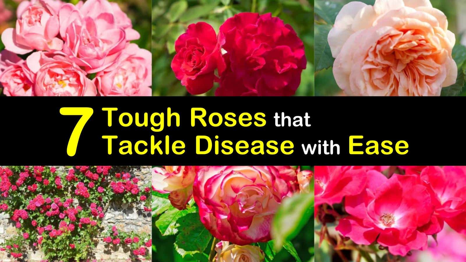 roses that are disease resistant