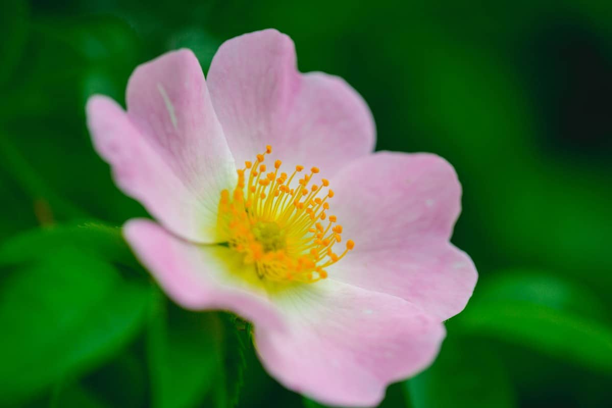 Dog roses make great hedges.