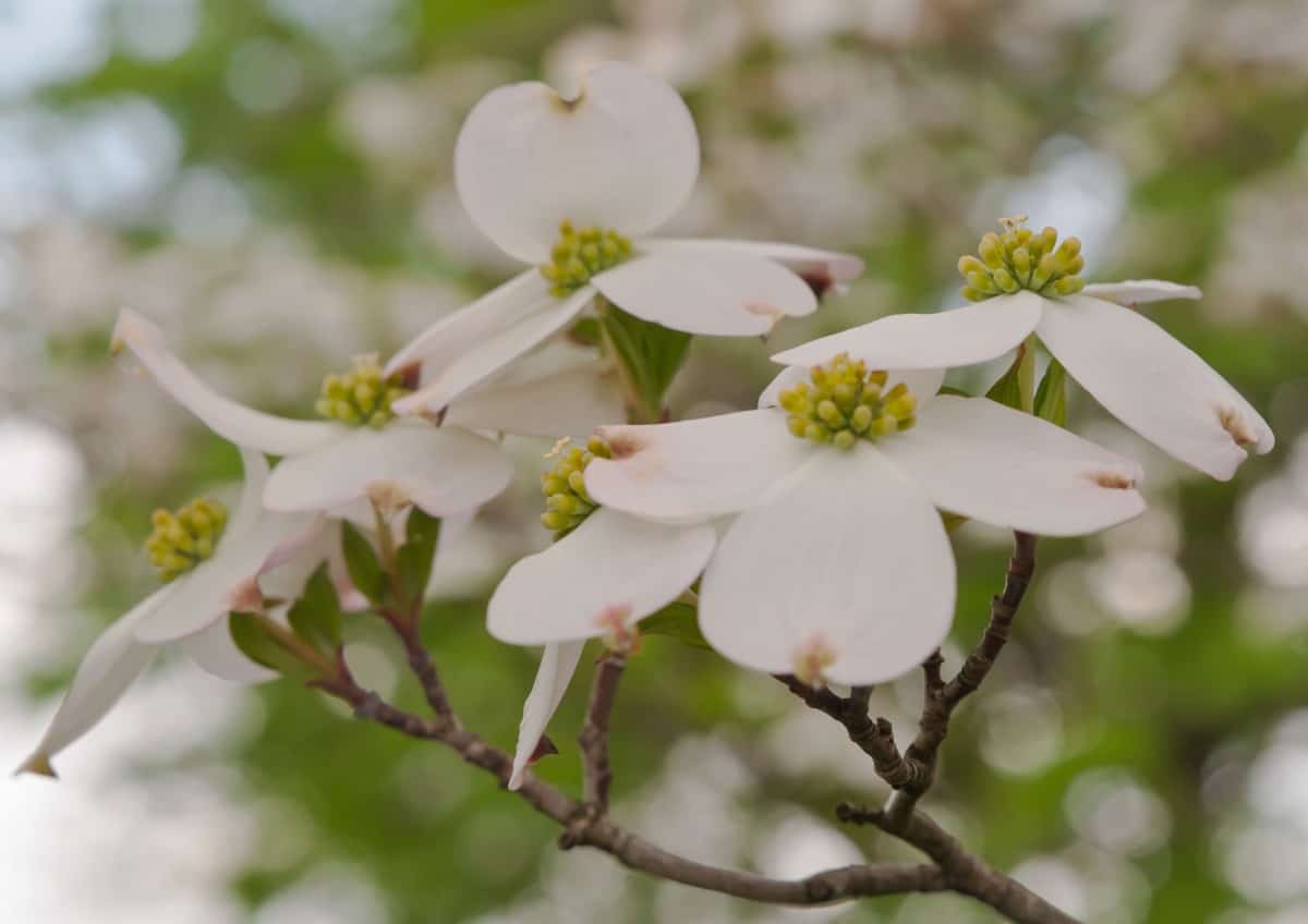 Dogwoods are native to the U.S.