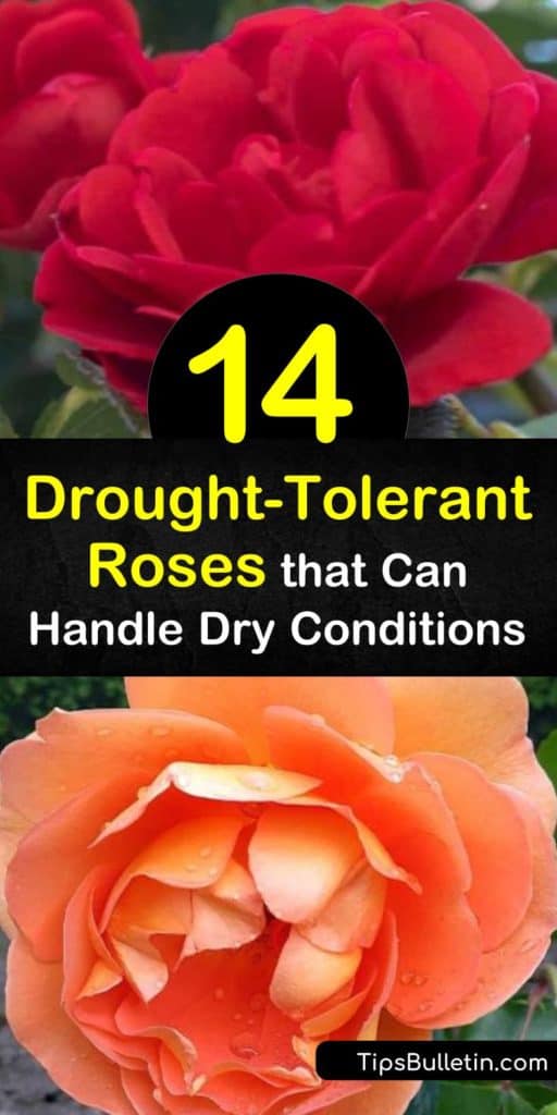 Discover how to garden in dry areas with ground cover, climbing roses, and rose bushes. Grow drought tolerant roses such as the Pat Austin rose, coral drift rose, and knock out roses to enjoy delicately colored flowers all summer long. #droughttolerant #roses #rose #dryareas #droughtresistant