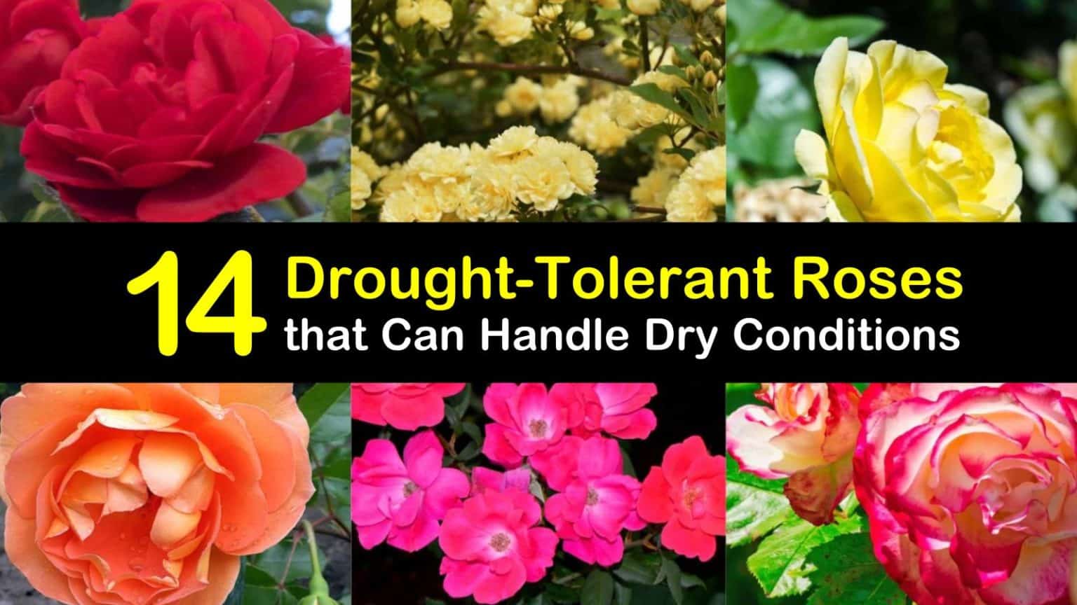 14 DroughtTolerant Roses that Can Handle Dry Conditions