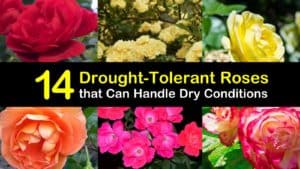 Drought Tolerant Roses titleimg1