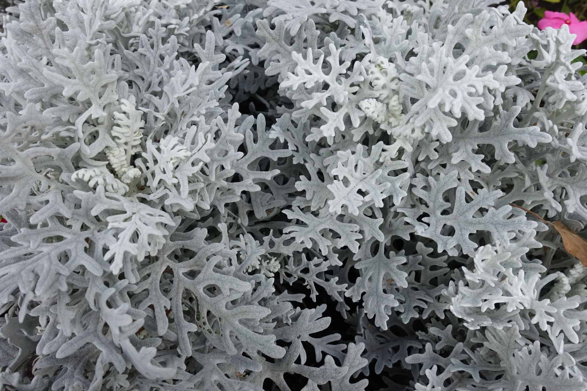 Dusty miller is an annual with fuzzy silver foliage.