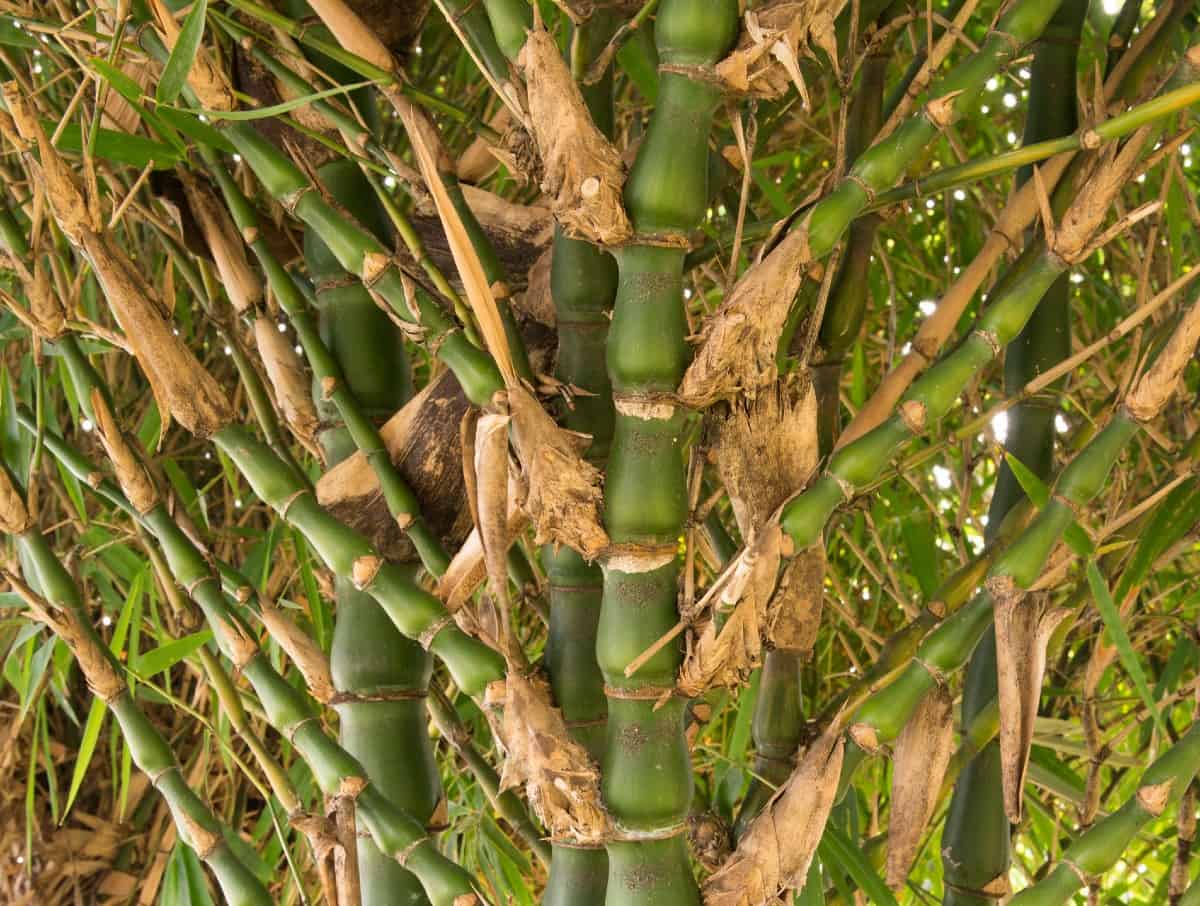 Dwarf buddha belly bamboo grows to about 12-15 feet tall.