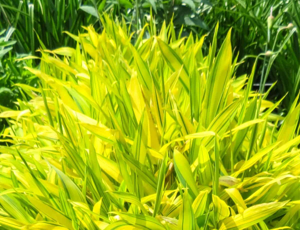 Dwarf green stripe bamboo is a low-growing shrub.