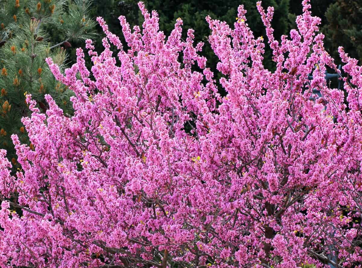 Eastern redbuds are one of the first trees to bloom in spring.
