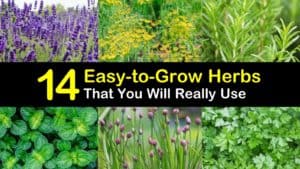 Easy to Grow Herbs titleimg1