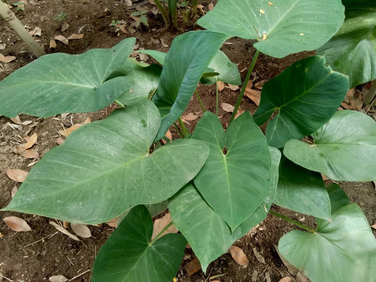 Elephant ears plants have huge leaves.