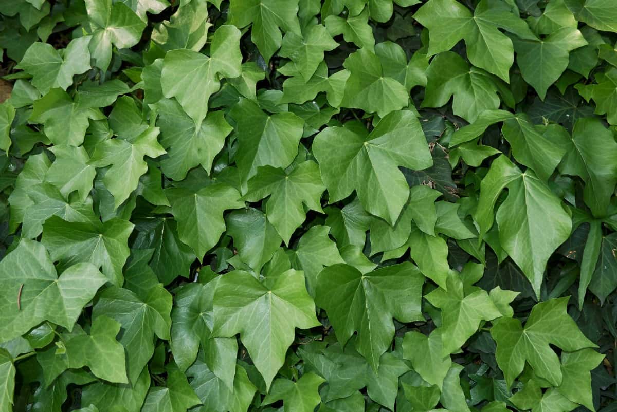 English ivy is an evergreen ground cover vine.