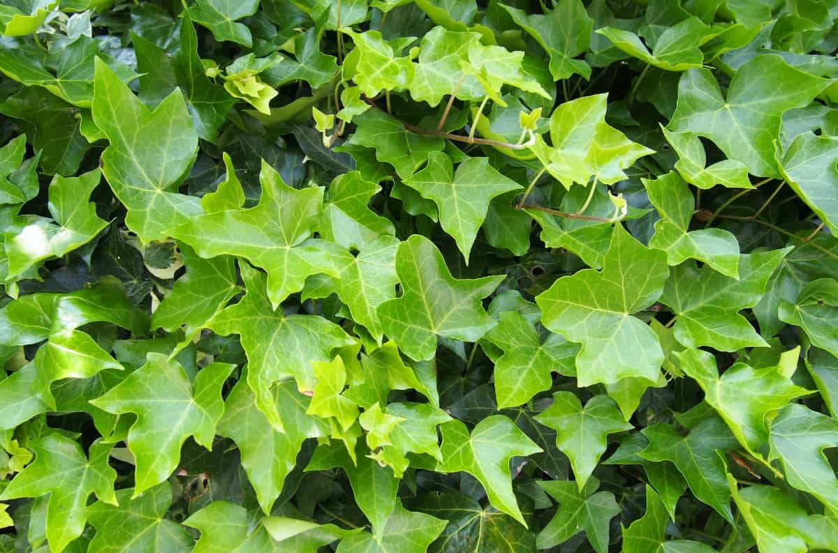 English ivy is susceptible to a variety of different bugs, so keep an eye on it.