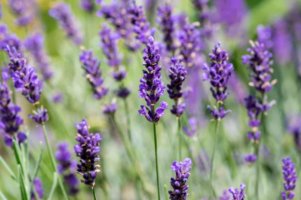 English lavender is an aromatic that is drought tolerant.