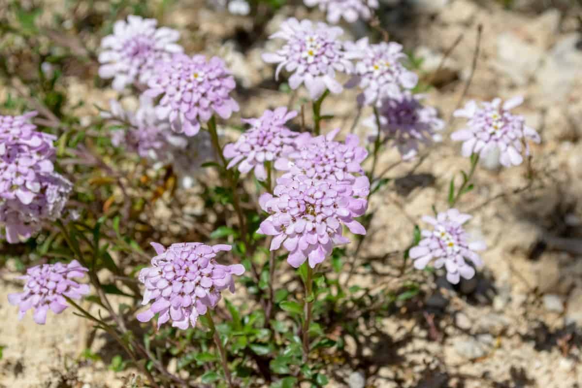 Evergreen candytuft is a perennial with year-round color.