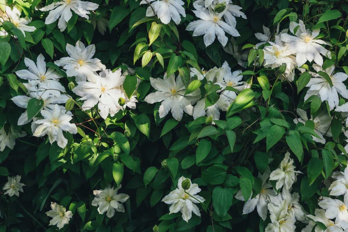 Add evergreen clematis to a trellis to make a great privacy screen.