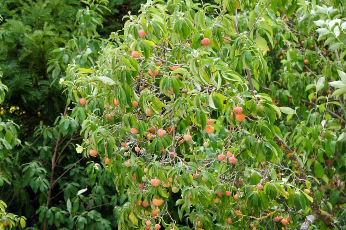 The evergreen dogwood forms a bushy shrub.