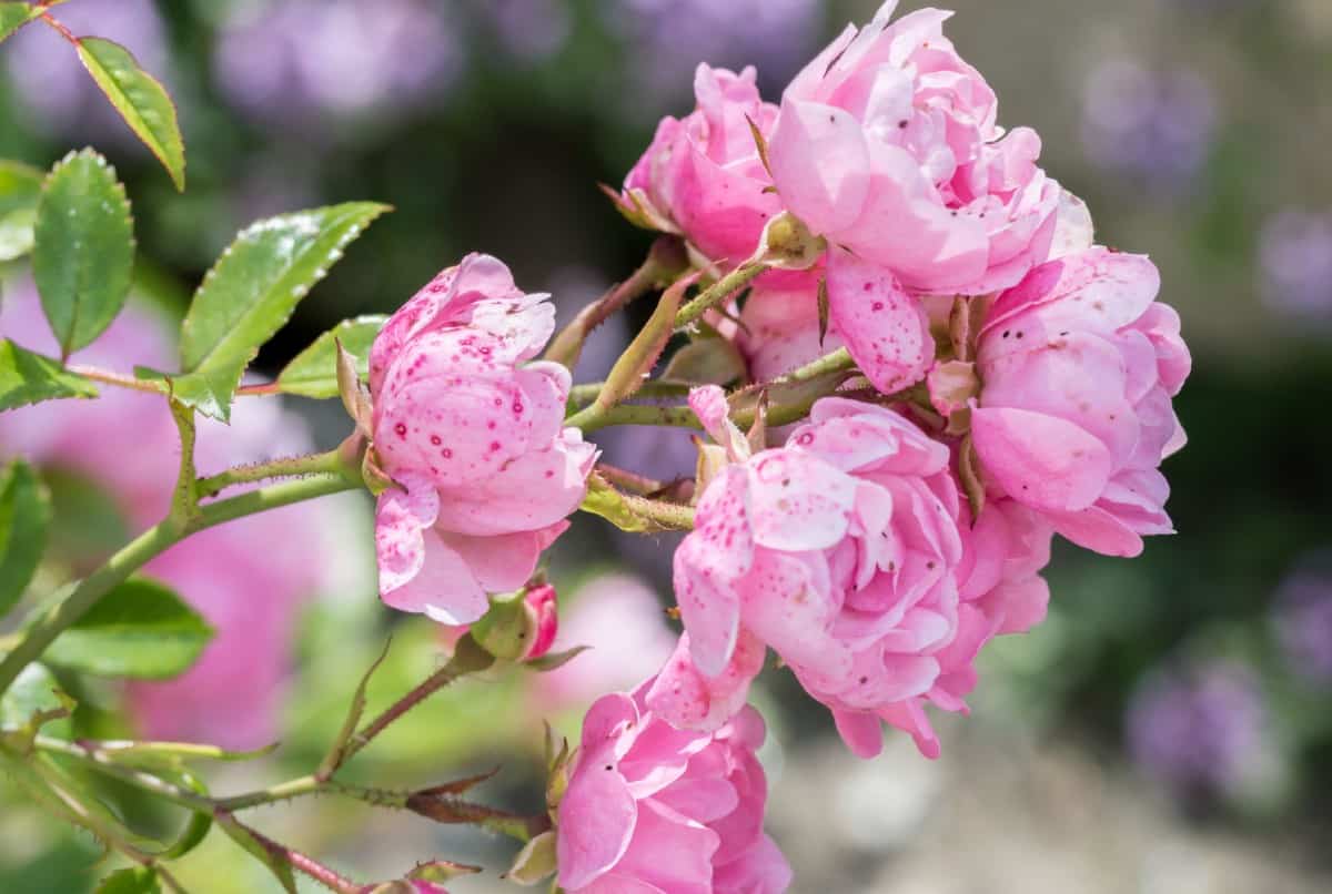 Fairy roses have a height and spread of three feet.