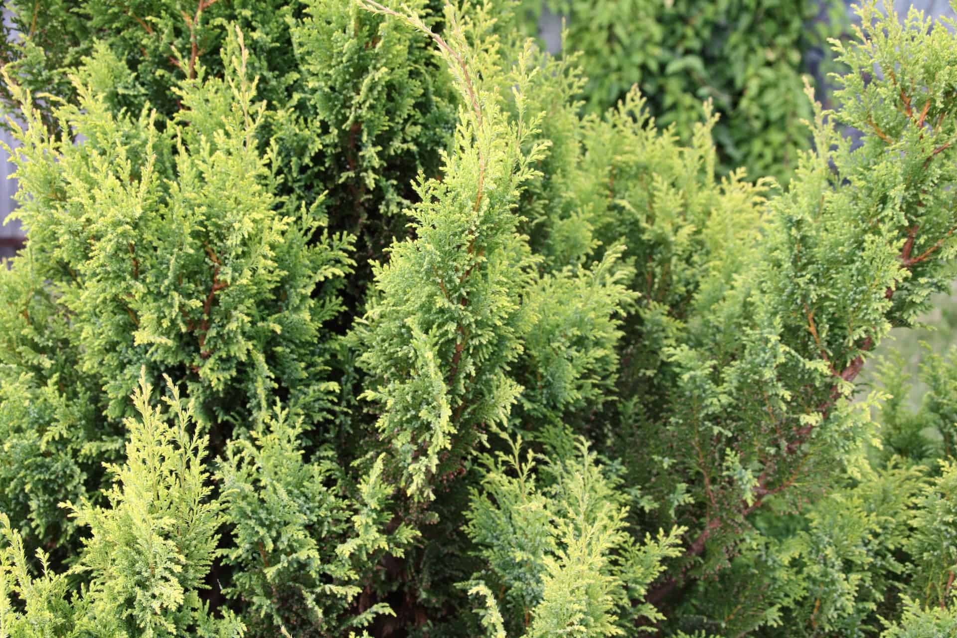 False cypress trees come in many shapes.