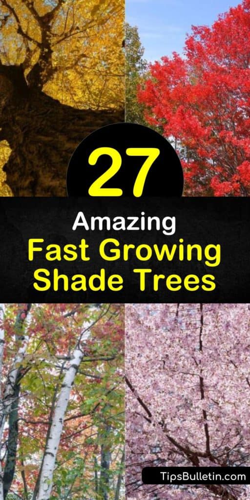 Looking for drought tolerant, fast growing shade trees for your backyard? Our guide shows you the best trees for both small yards and large ones. Discover which trees are evergreen and which lose their leaves in the spring. Fill the landscapes near your house with shade! #shadetrees #shade #trees