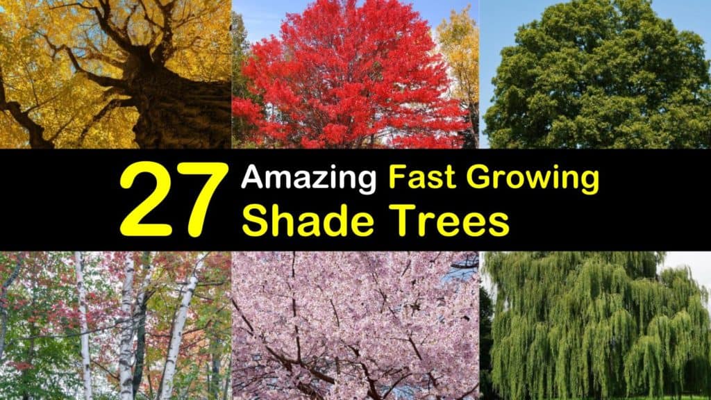 fast growing shade trees titleimg1