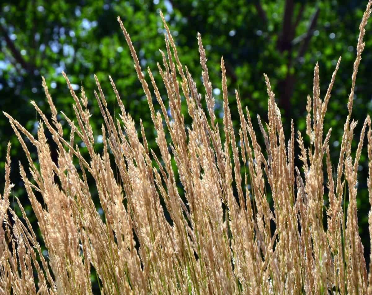 Feather reed grass is also called Karl Foerster.