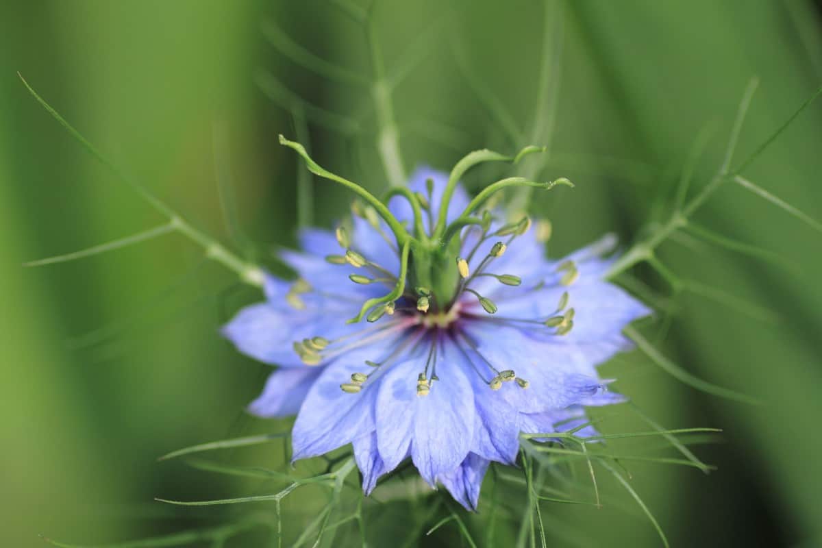 Use the seeds of fennel flower as an herb.