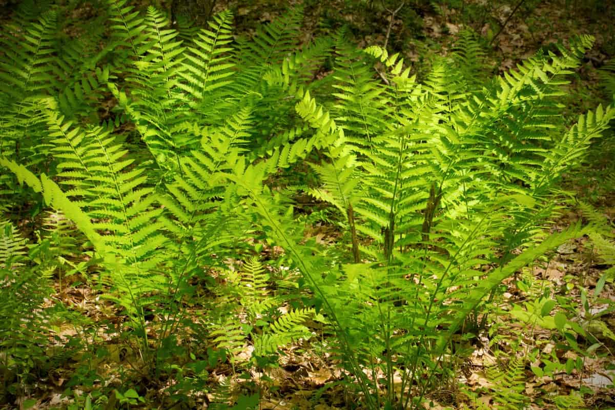 Most ferns prefer shaded areas.