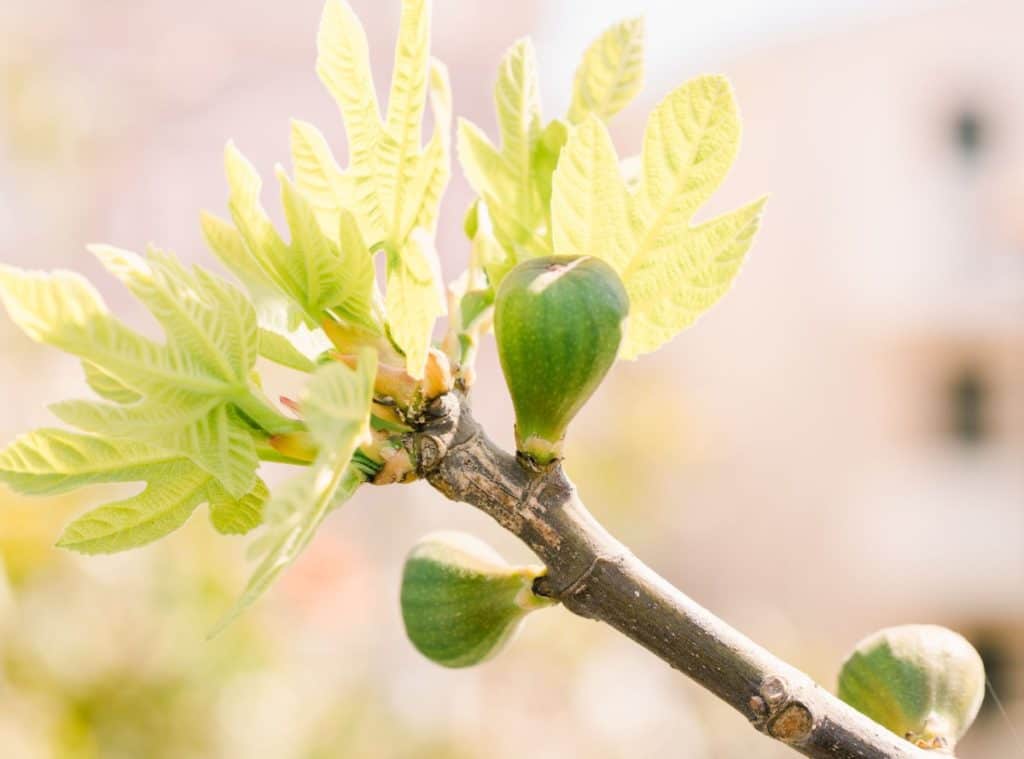 Feigen sind eine köstliche Frucht.