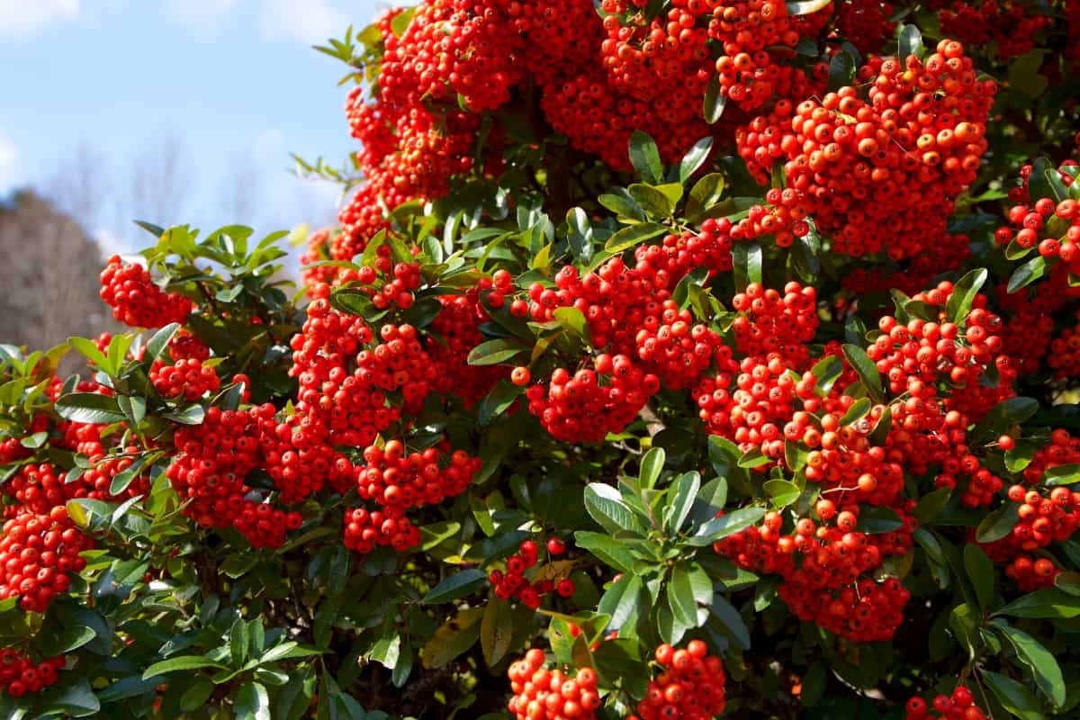 Firethorn is a shrub known for its brightly-colored berries.